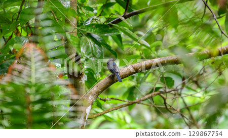 Tickell's blue flycatcher juvenile bird perched on a branch in the Sinharaja rain forest. Tickell's blue flycatcher juvenile bird perched on a branch in the Sinharaja rain forest. 129867754