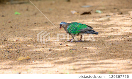 Asian Emerald Dove forages on sandy ground at Sinharaja Forest Reserve, Sri Lanka. Asian Emerald Dove forages on sandy ground at Sinharaja Forest Reserve, Sri Lanka. 129867756