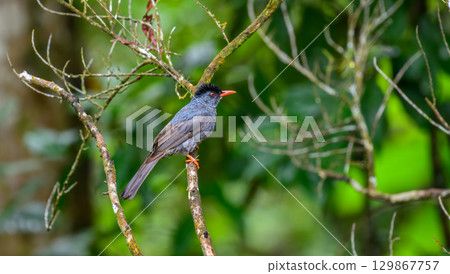 Square-tailed bulbul bird perched on a tree branch in the Sinharaja rain forest. Square-tailed bulbul bird perched on a tree branch in the Sinharaja rain forest. 129867757