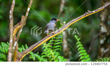 Square-tailed bulbul bird perched on a tree branch in the Sinharaja rain forest. 129867758
