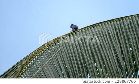 A square-tailed bulbul bird perched on a coconut leaf under the clear sky. A square-tailed bulbul bird perched on a coconut leaf under the clear sky. 129867760