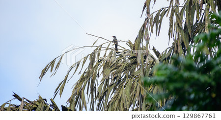 A square-tailed bulbul bird perched on a jaggery palm tree under the clear sky. 129867761