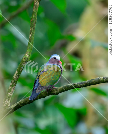 Asian Emerald Dove perched on a moss-covered tree branch in the Sinharaja rain forest. 129867763
