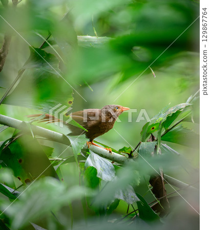 An orange-billed babbler perched on a branch in Sinharaja Rain Forest. Resident breeding bird endemic to Sri Lanka An orange-billed babbler perched on a branch in Sinharaja Rain Forest. Resident breeding bird endemic to Sri Lanka 129867764