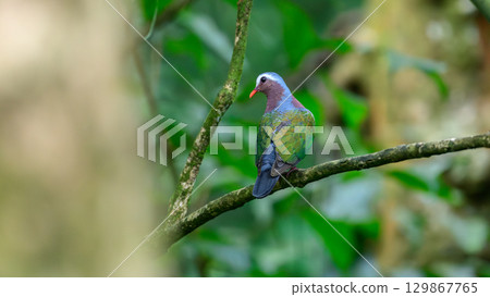 Asian Emerald Dove perched on a moss-covered tree branch in the Sinharaja rain forest. Asian Emerald Dove perched on a moss-covered tree branch in the Sinharaja rain forest. 129867765