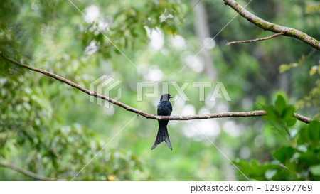 A Sri Lankan drongo is perched on a branch against a soft green bokeh backdrop in the Sinharaja Forest Reserve. Endemic bird in Sri Lanka. A Sri Lankan drongo is perched on a branch against a soft green bokeh backdrop in the Sinharaja Forest Reserve. Endemic bird in Sri Lanka. 129867769