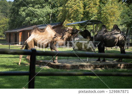 Pair of camel animal eating hay at farm in sunny day. Camel enjoy grass meal outdoor. 129867871