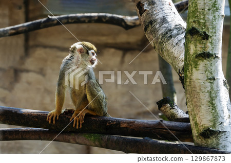Squirrel monkey sitting on tree branch in national park. Portrait of Squirrel saimiri monkey. 129867873