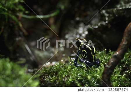 Dyeing Poison Frog among grass . Blue dart frog, Dendrobates tinctorius in terrarium. Poisonous tropical frog. 129867874