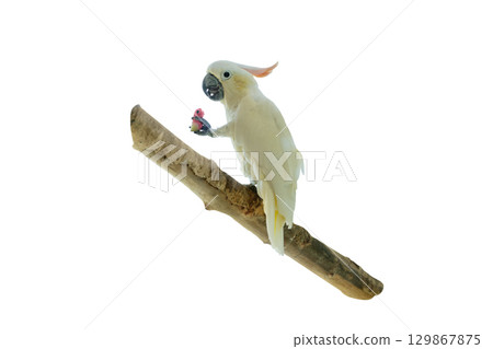 Orange Crest Citron Crested Cockatoo on Tree Branch Isolated on White Background. Yellow Crested Cockatoo for design. 129867875