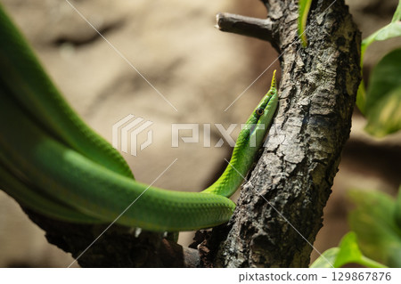 Green snake is laying on tree branch. Green mamba poisonous snake in jungle. 129867876