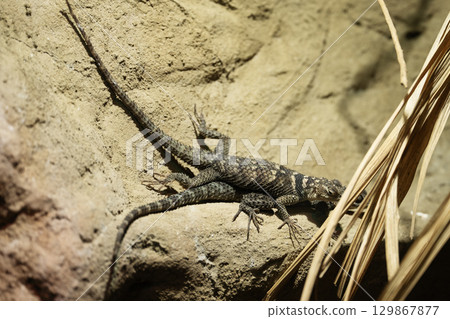 Desert Spiny Lizard, Sceloporus magister on sandstone. Pair of Spiny Lizard in terrarium in zoo. 129867877