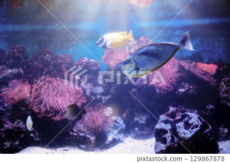 Naso vlamingii fish in aquarium with coral reef. Wildlife underwater sea, undersea ecosystem. Unicorn fish is swimming in aquarium in zoo. Naso vlamingii fish in aquarium with coral reef. Wildlife underwater sea, undersea ecosystem. Unicorn fish is swimming in aquarium in zoo. 129867878