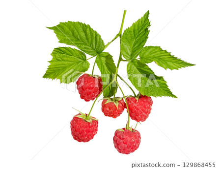 branch of ripe raspberry isolated on white background branch of ripe raspberry isolated on white background 129868455