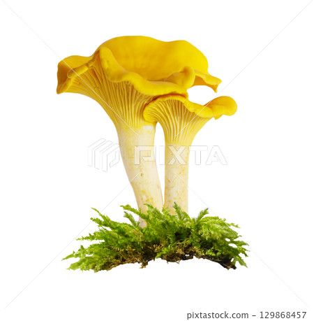 chanterelle mushrooms in moss isolated on white background chanterelle mushrooms in moss isolated on white background 129868457