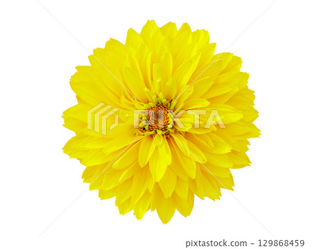 Dahlia flower isolated on white background 129868459