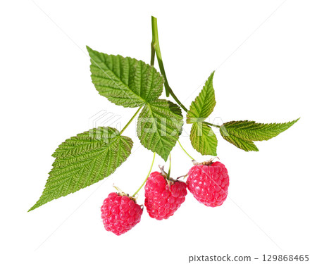 branch of fresh ripe raspberry isolated on white background 129868465