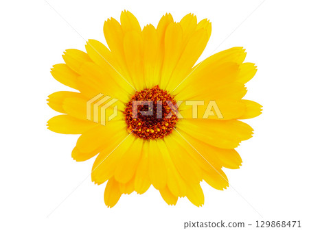 yellow daisy flower isolated on white background, top view 129868471