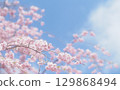 Background image of cherry blossoms and sky, weeping cherry blossoms 129868494