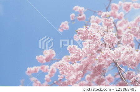 Background image of cherry blossoms and sky, weeping cherry blossoms 129868495