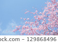 Background image of cherry blossoms and sky, weeping cherry blossoms 129868496