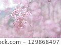 Background image of cherry blossoms and sky, weeping cherry blossoms 129868497
