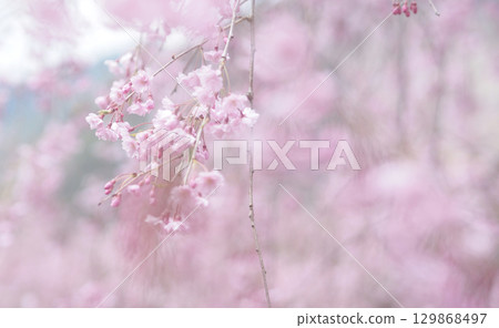 櫻花和天空的背景圖像，垂枝櫻花 129868497