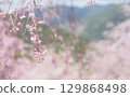 Background image of cherry blossoms and sky, weeping cherry blossoms 129868498