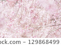 Background image of cherry blossoms and sky, weeping cherry blossoms 129868499