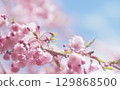 Background image of cherry blossoms and sky, weeping cherry blossoms 129868500