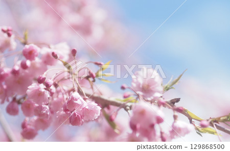 櫻花和天空的背景圖像，垂枝櫻花 129868500