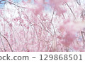 Background image of cherry blossoms and sky, weeping cherry blossoms 129868501