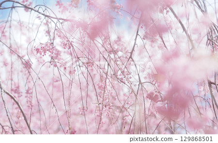 Background image of cherry blossoms and sky, weeping cherry blossoms 129868501