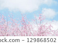 Background image of cherry blossoms and sky, weeping cherry blossoms 129868502