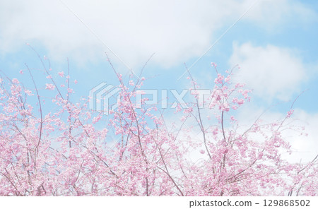Background image of cherry blossoms and sky, weeping cherry blossoms 129868502