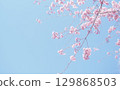 Background image of cherry blossoms and sky, weeping cherry blossoms 129868503