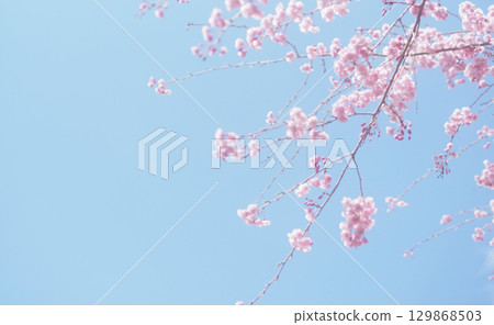 櫻花和天空的背景圖像，垂枝櫻花 129868503