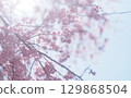 Background image of cherry blossoms and sky, weeping cherry blossoms 129868504