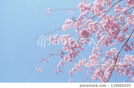 櫻花和天空的背景圖像,垂枝櫻花 櫻花和天空的背景圖像,垂枝櫻花 129868505