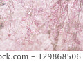 Background image of cherry blossoms and sky, weeping cherry blossoms 129868506