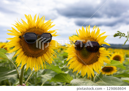 Sunflowers Wearing Sunglasses Enjoy a Bright Day in a Vibrant Field of Blooms Sunflowers Wearing Sunglasses Enjoy a Bright Day in a Vibrant Field of Blooms 129868604