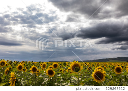 Sunflowers Sway in a Vast Field Under a Dramatic Cloudy Sky at Midday Sunflowers Sway in a Vast Field Under a Dramatic Cloudy Sky at Midday 129868612