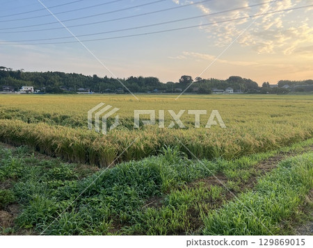 Rural landscape 129869015
