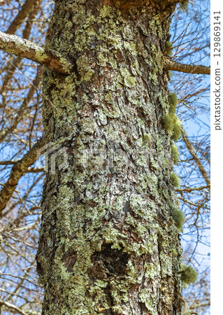 落葉松樹幹的特寫 129869141