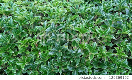 花園樹籬中的冬青 129869162