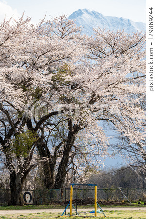 Sakura and mountain Sakura and mountain 129869244