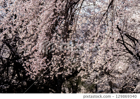 Cherry tree in full bloom Cherry tree in full bloom 129869340