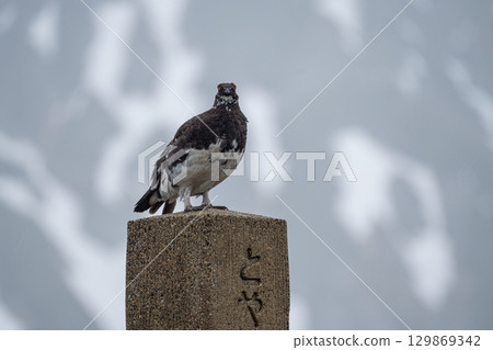 冬季立山與岩雷鳥 129869342