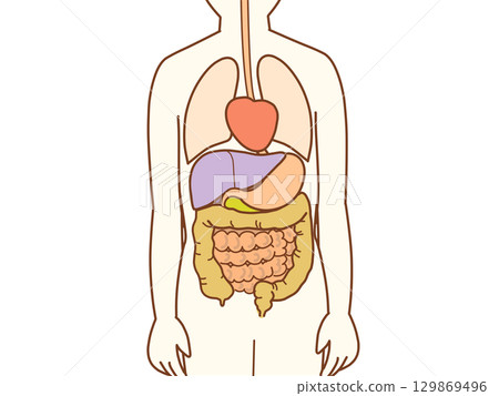 身體內部插圖 129869496