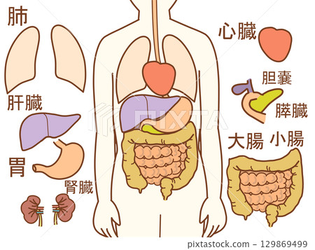 Internal body illustration with parts and text 129869499